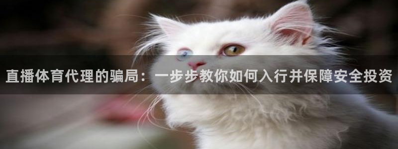 火凤足球直播在线观看