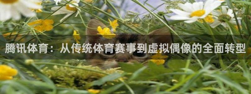 火凤足球比赛直播